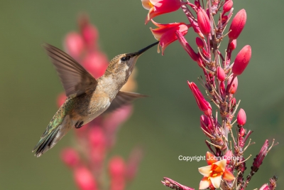 Archilochus-alexandri;Black-chinned-Hummingbird;Flying-Bird;Hummingbird;Hummingb